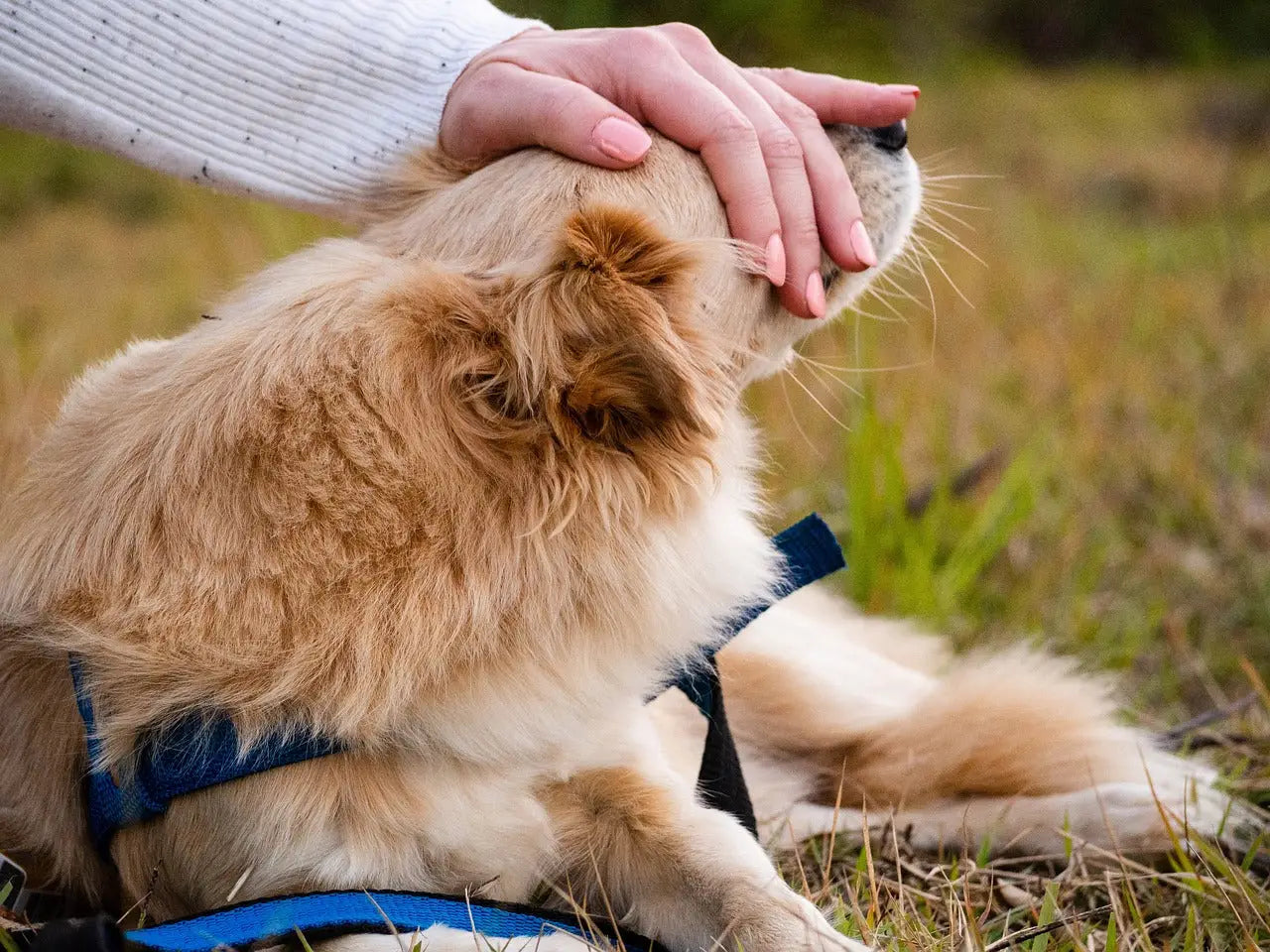 Een donzige golden retriever met een blauw zwarte harnas liggend in het gras naast een artikel over dip poeder en BIAB nagels